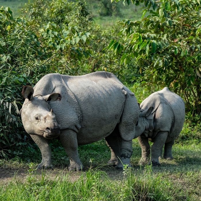 Wildlife